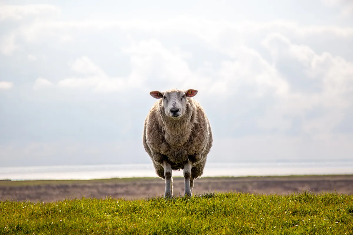 Schaf auf dem Deich in Morsum