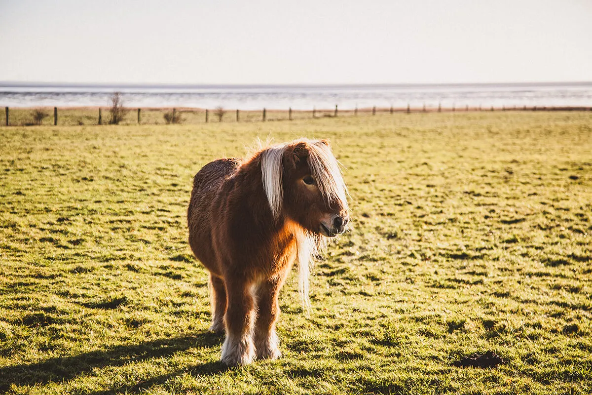 Pony auf einer Wiese in Morsum