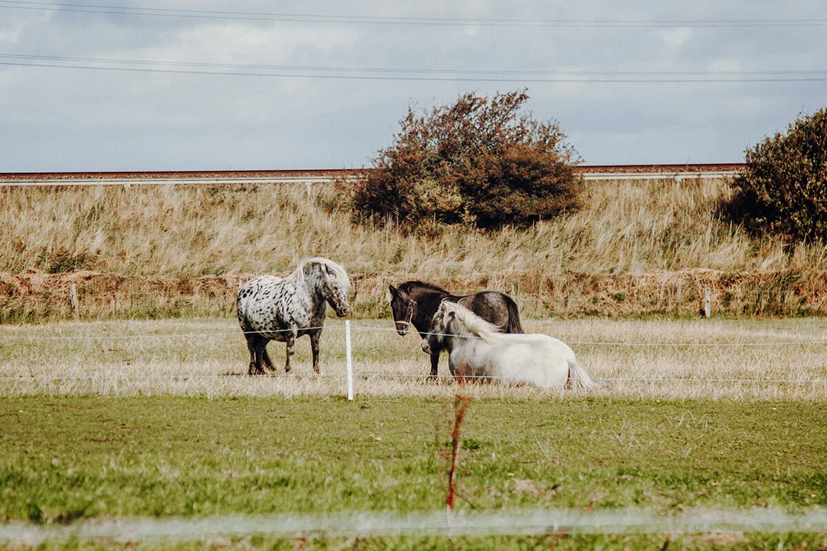 Pferde auf einer Wiese in Morsum auf Sylt