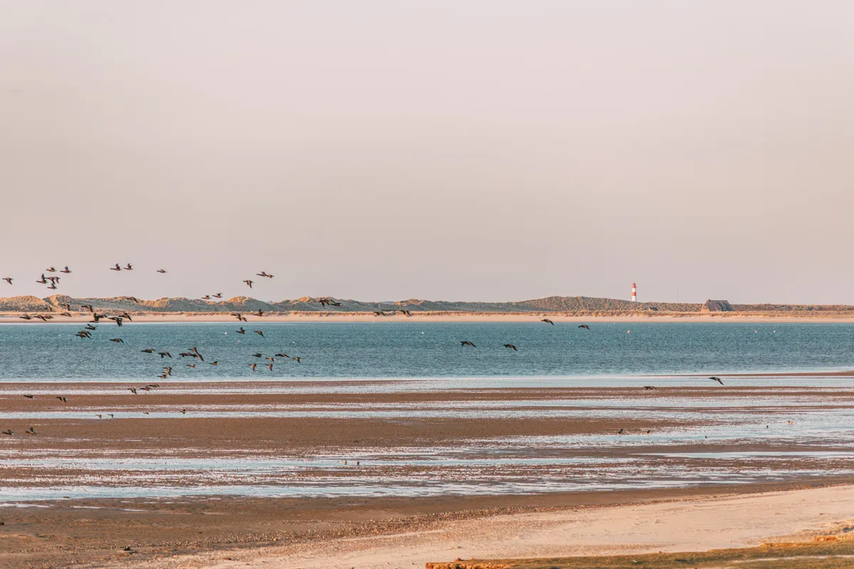 Lister Ellenbogen mit Vögeln am Königshafen