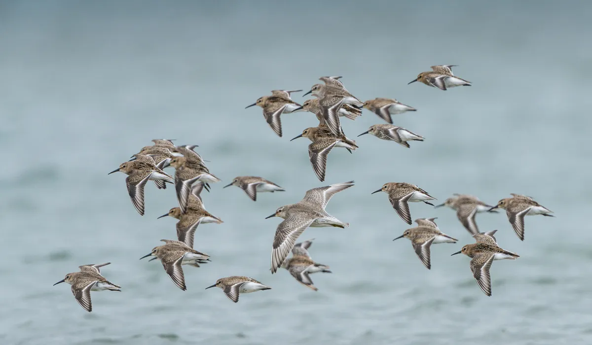 Naturschutzprojekt Blancpain