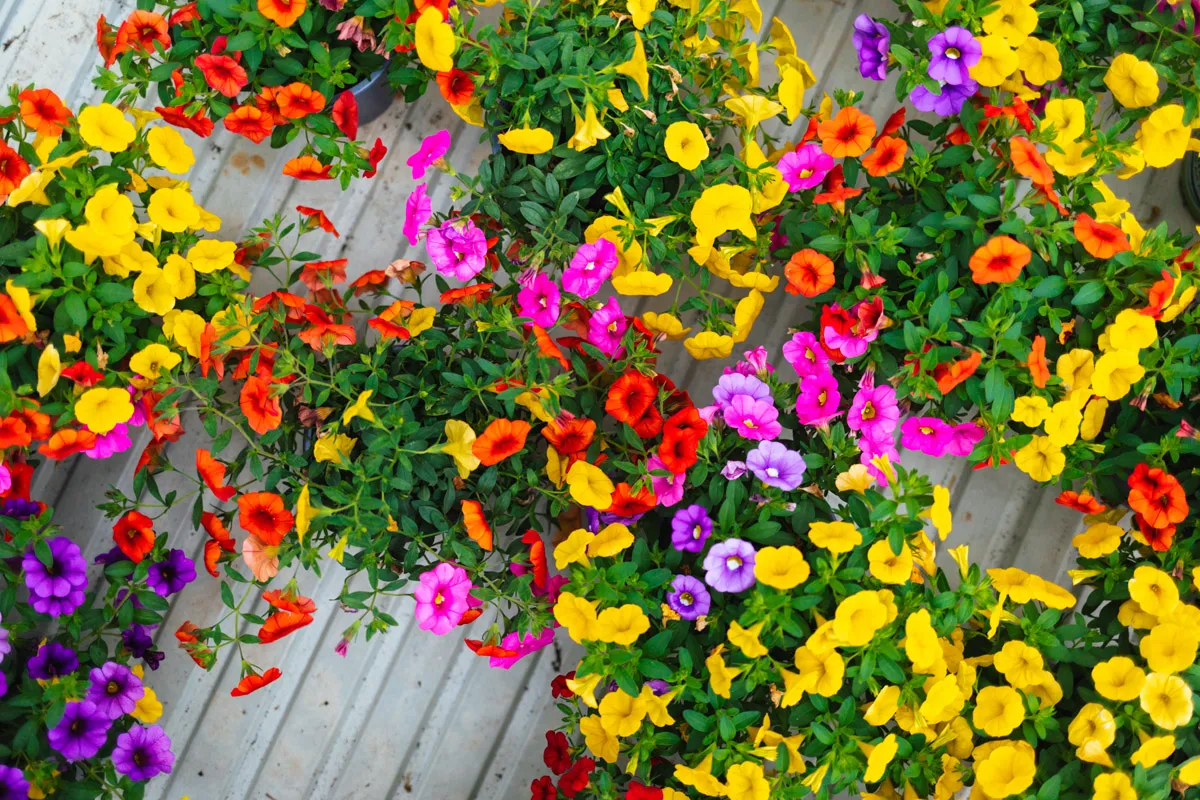 Gartencenter Harms in Keitum auf Sylt