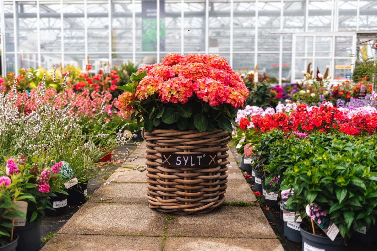 Gartencenter Harms in Keitum auf Sylt Hortensien