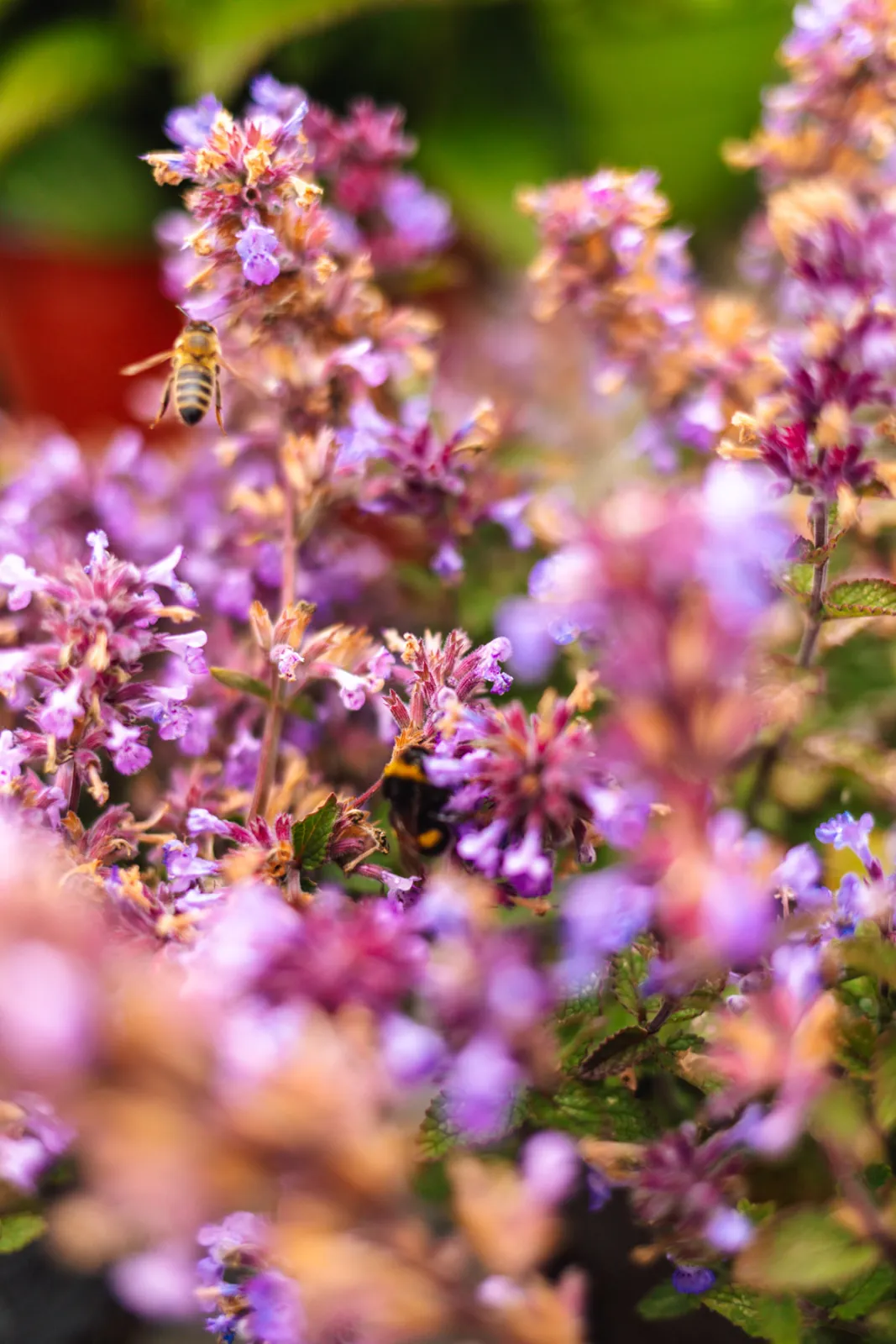 Gartencenter Harms in Keitum auf Sylt