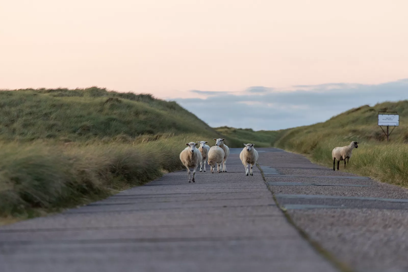 Schaf auf der Straße am Lister Ellenbogen