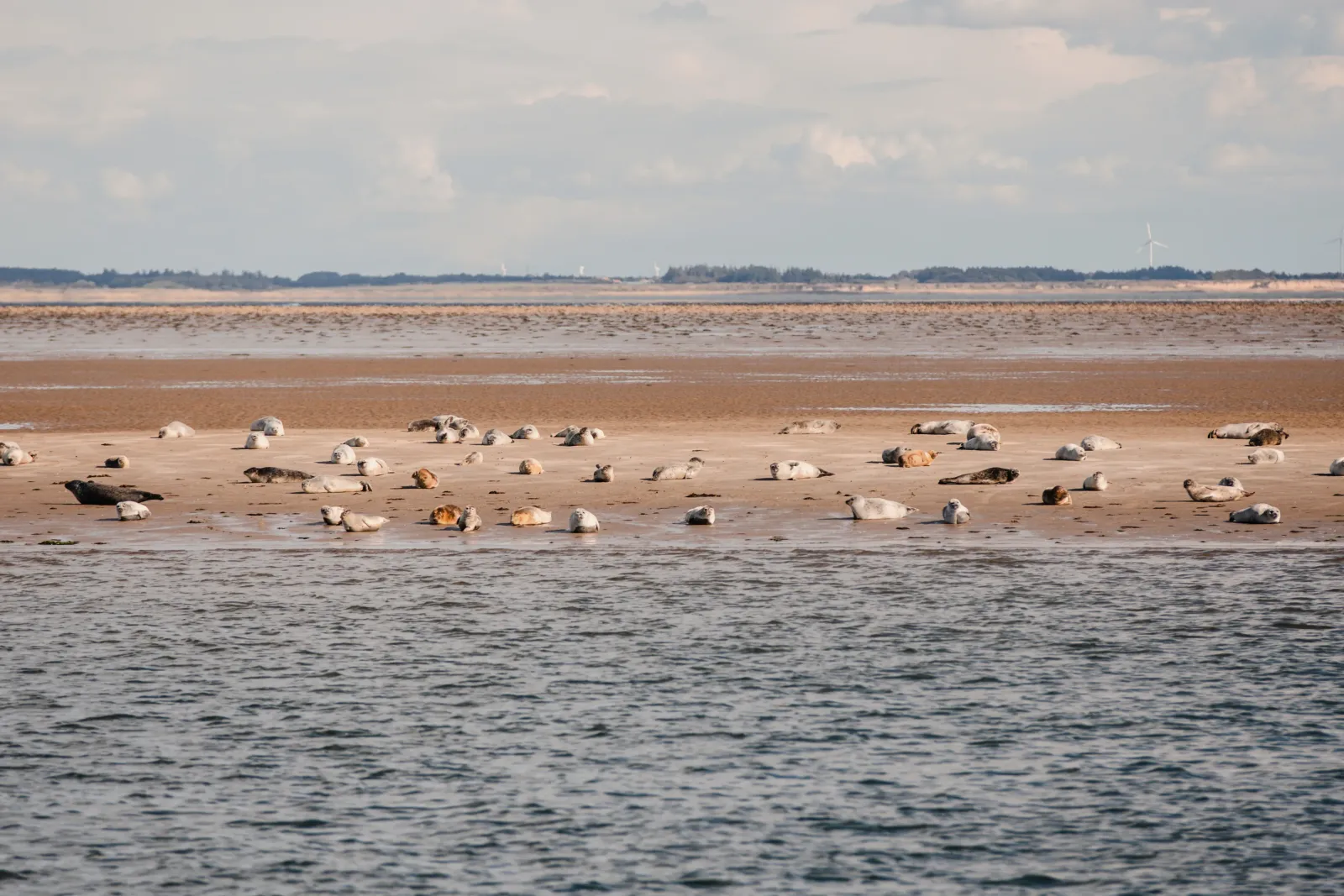 Seehundbänke vor List auf Sylt