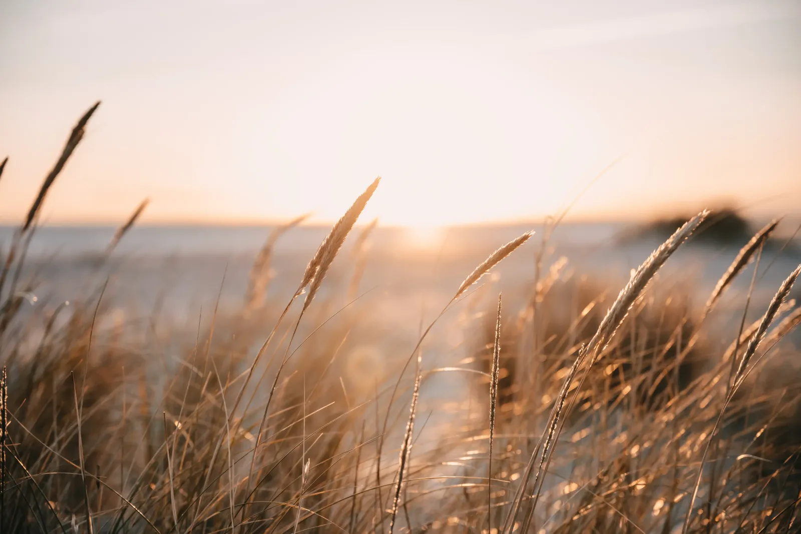 Ellenbogen Sylt