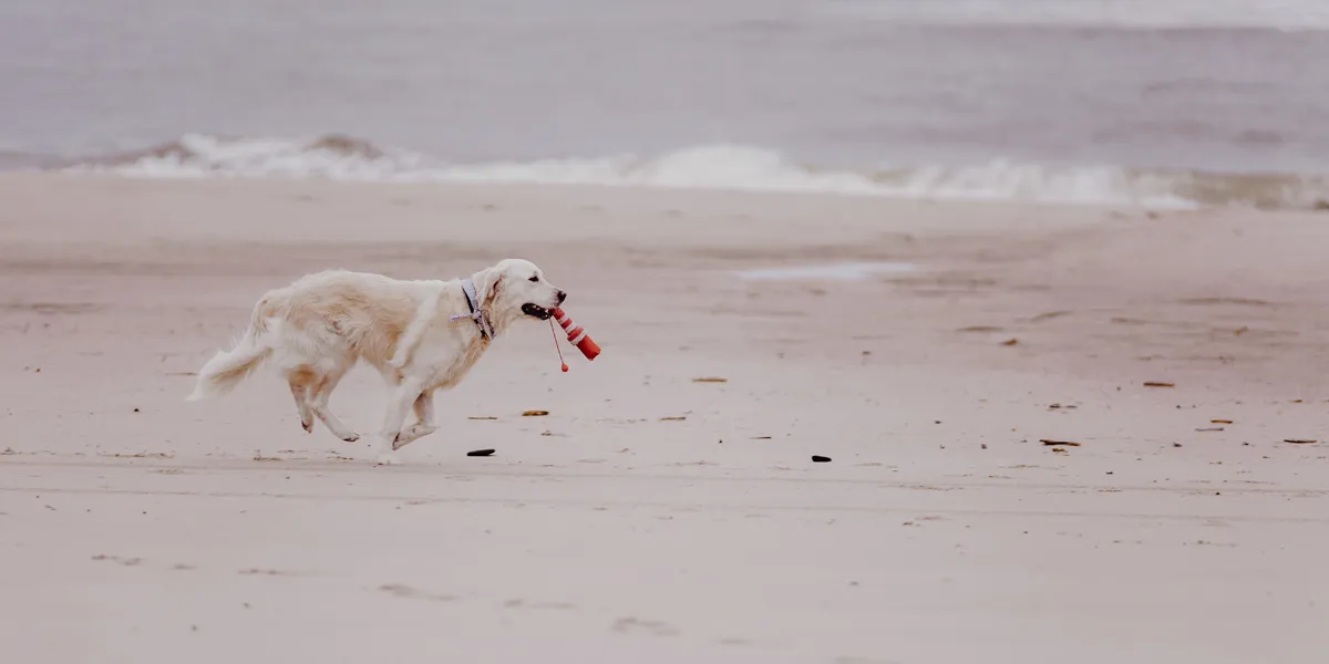 Hundestraende_sylt_Tipps-53.jpg