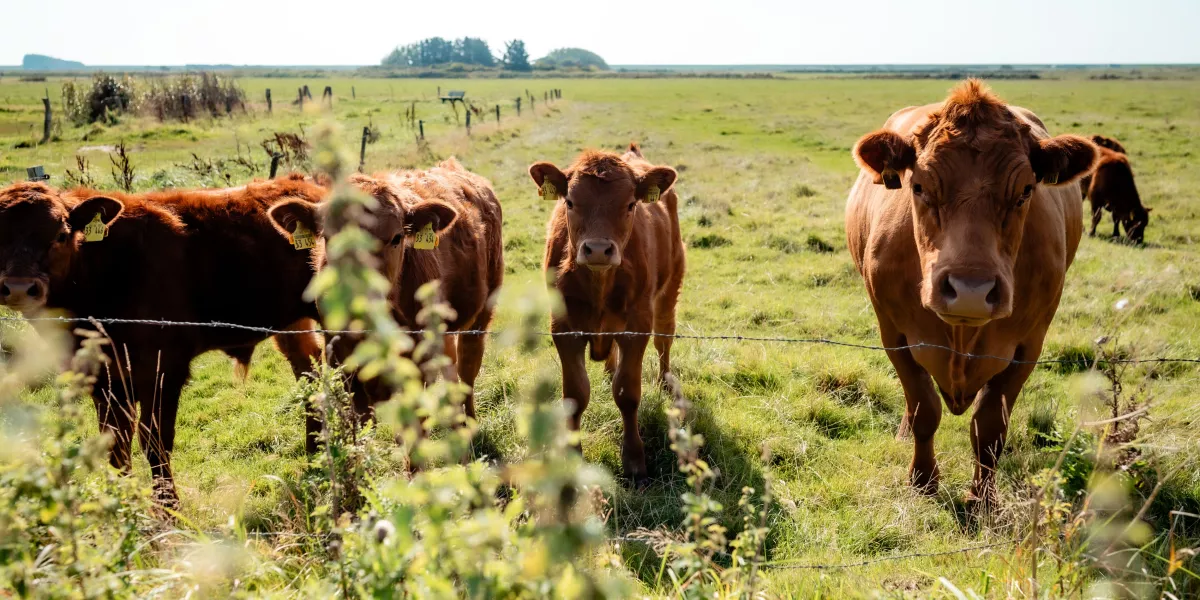 Archsum auf Sylt: Friesisches Idyll