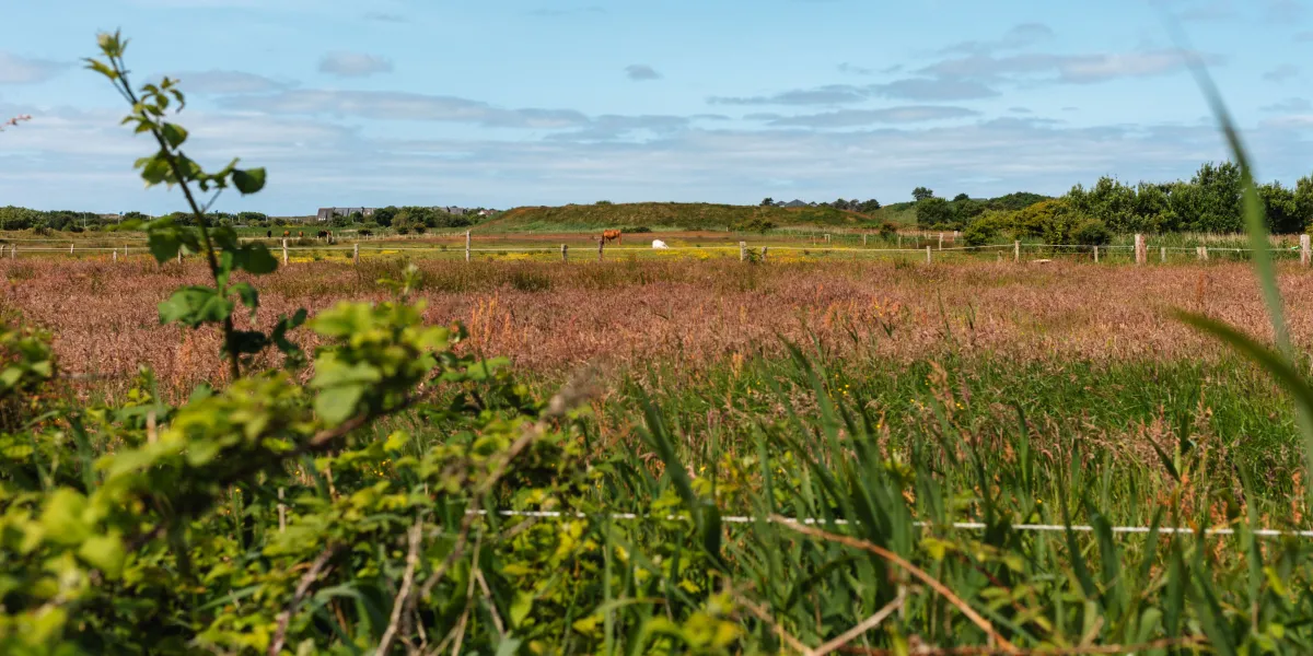 Tinnum auf Sylt: Im Herzen der Insel