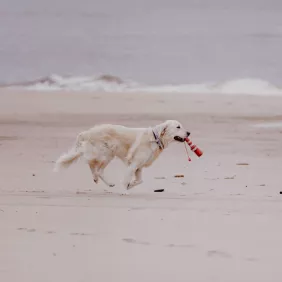 Sylt mit Hund: Die schönsten Hundestrände & Urlaubstipps