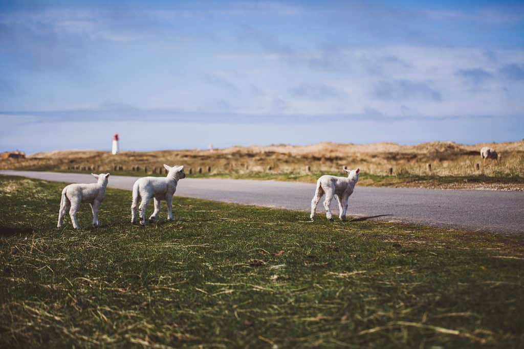 Bekanntschaften sylt