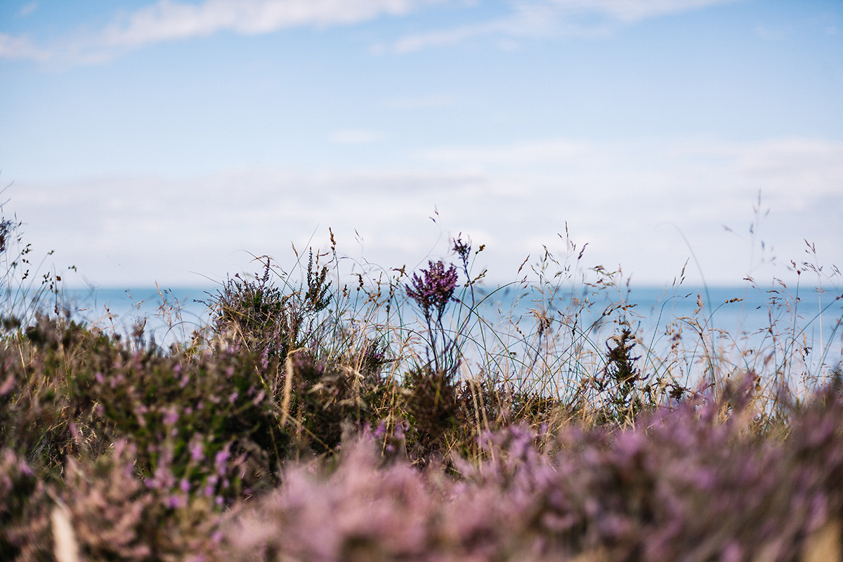 Violette Heidelandschaften, idyllische Ruhe, stilles Watt – die Braderuper Heide gehört zu meinen Sylter Lieblingsorten. Darum lohnt sich ein Spaziergang: