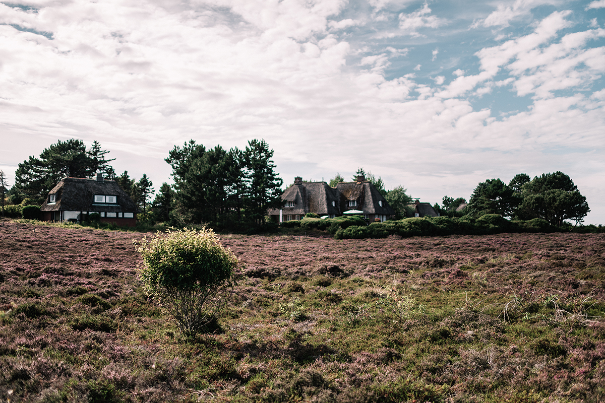 Violette Heidelandschaften, idyllische Ruhe, stilles Watt – die Braderuper Heide gehört zu meinen Sylter Lieblingsorten. Darum lohnt sich ein Spaziergang: