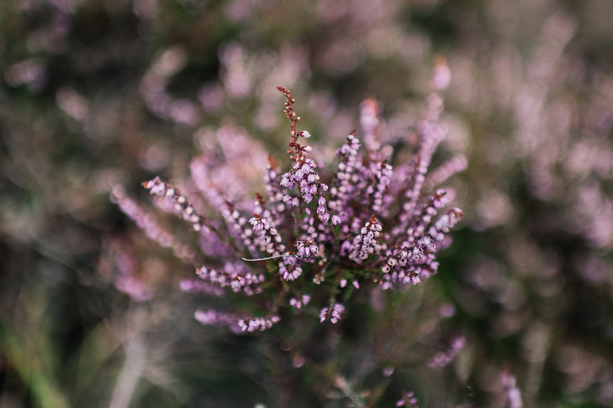 Violette Heidelandschaften, idyllische Ruhe, stilles Watt – die Braderuper Heide gehört zu meinen Sylter Lieblingsorten. Darum lohnt sich ein Spaziergang: