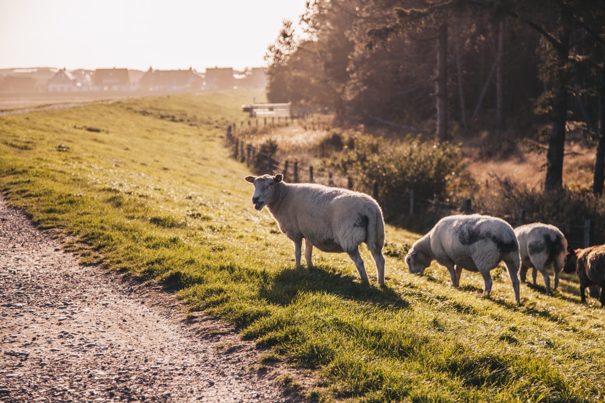 So schön ist Sylt im Herbst in Rantum