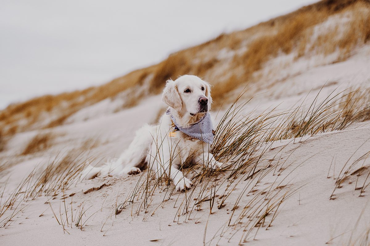 Sylt mit Hund