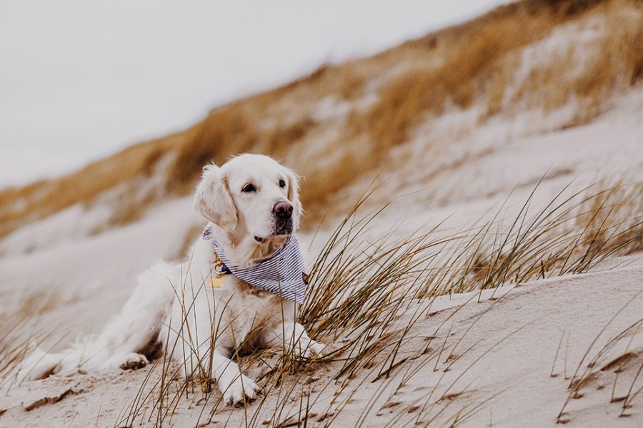 Sylt mit Hund