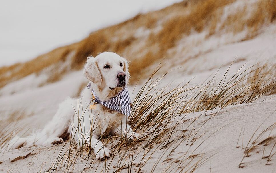 Sylt mit Hund: Tipps und Adressen