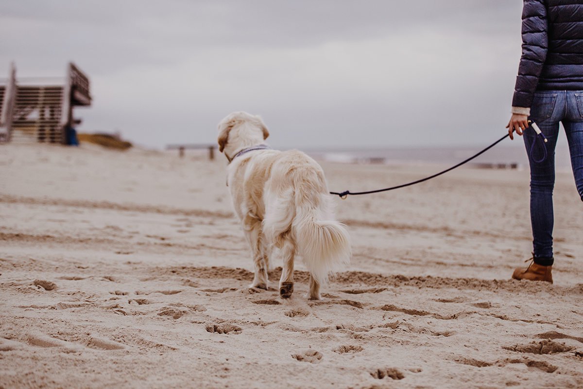 gaben Selvrespekt Låne Sylt mit Hund: Die besten Tipps von Sylter Schnauze Sam - Sylt Fräulein