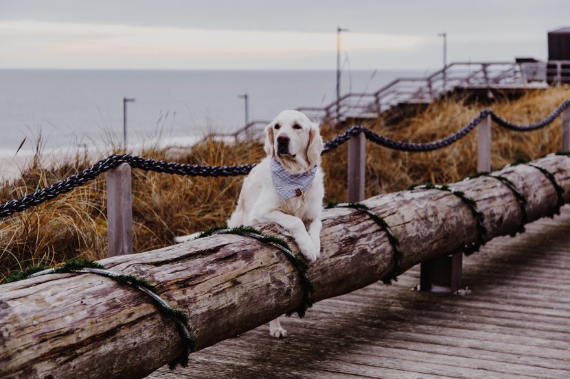 Sylt mit Hund Die besten Tipps von Sylter Schnauze Sam Sylt Fräulein