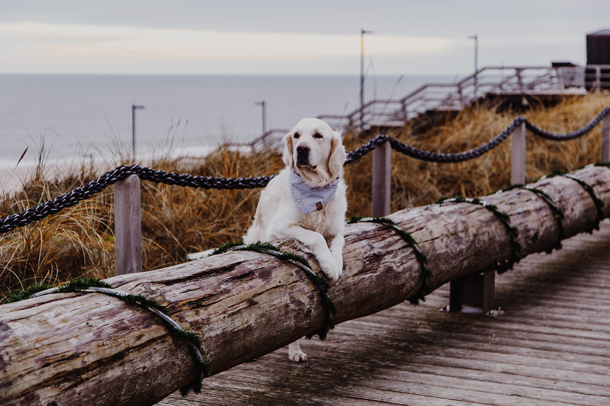 gaben Selvrespekt Låne Sylt mit Hund: Die besten Tipps von Sylter Schnauze Sam - Sylt Fräulein