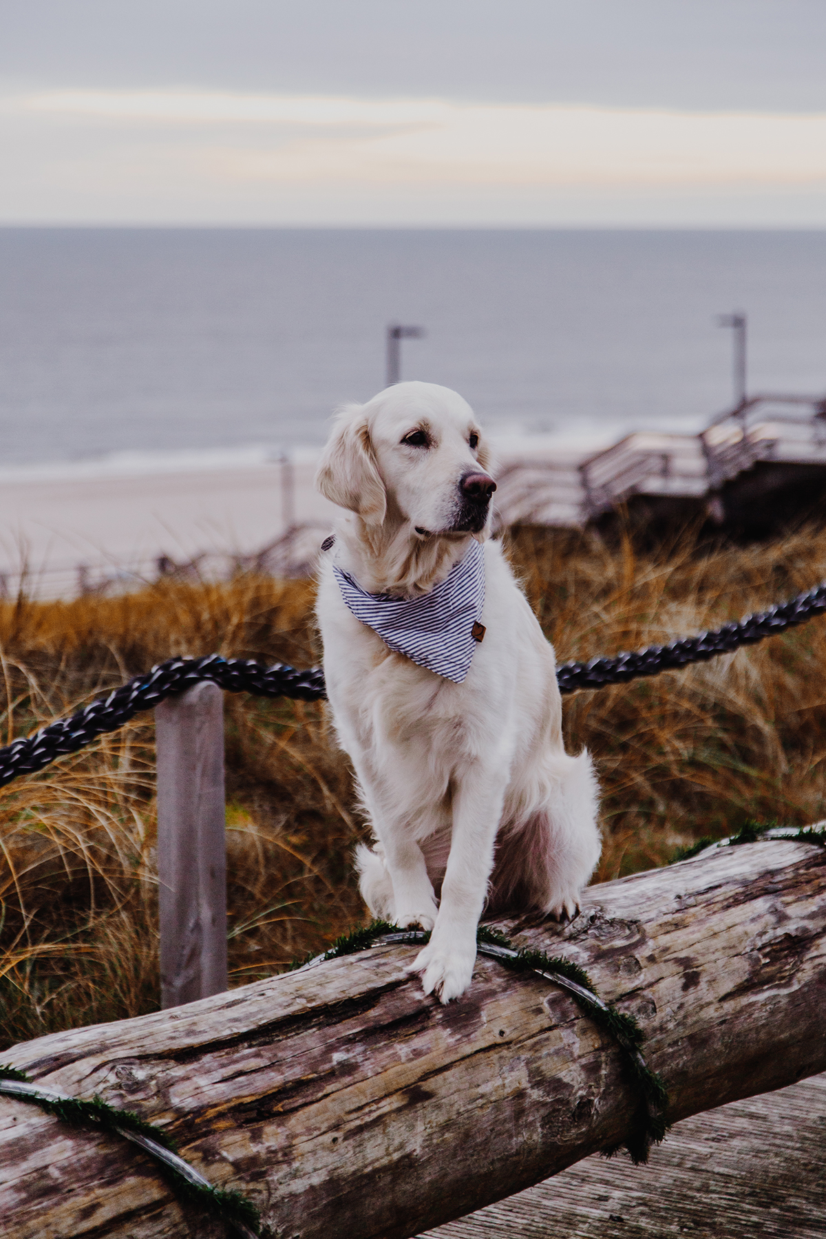 gaben Selvrespekt Låne Sylt mit Hund: Die besten Tipps von Sylter Schnauze Sam - Sylt Fräulein