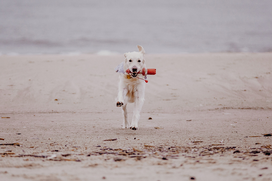 Sylt mit Hund