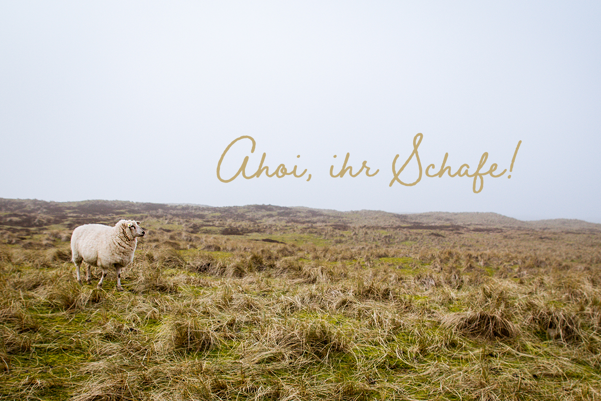 Inselgesichter: Ich habe mich mit Schafhalter Jürgen Wolf-Diedrichsen getroffen und mich mit ihm über seine Schafe am Lister Ellenbogen unterhalten