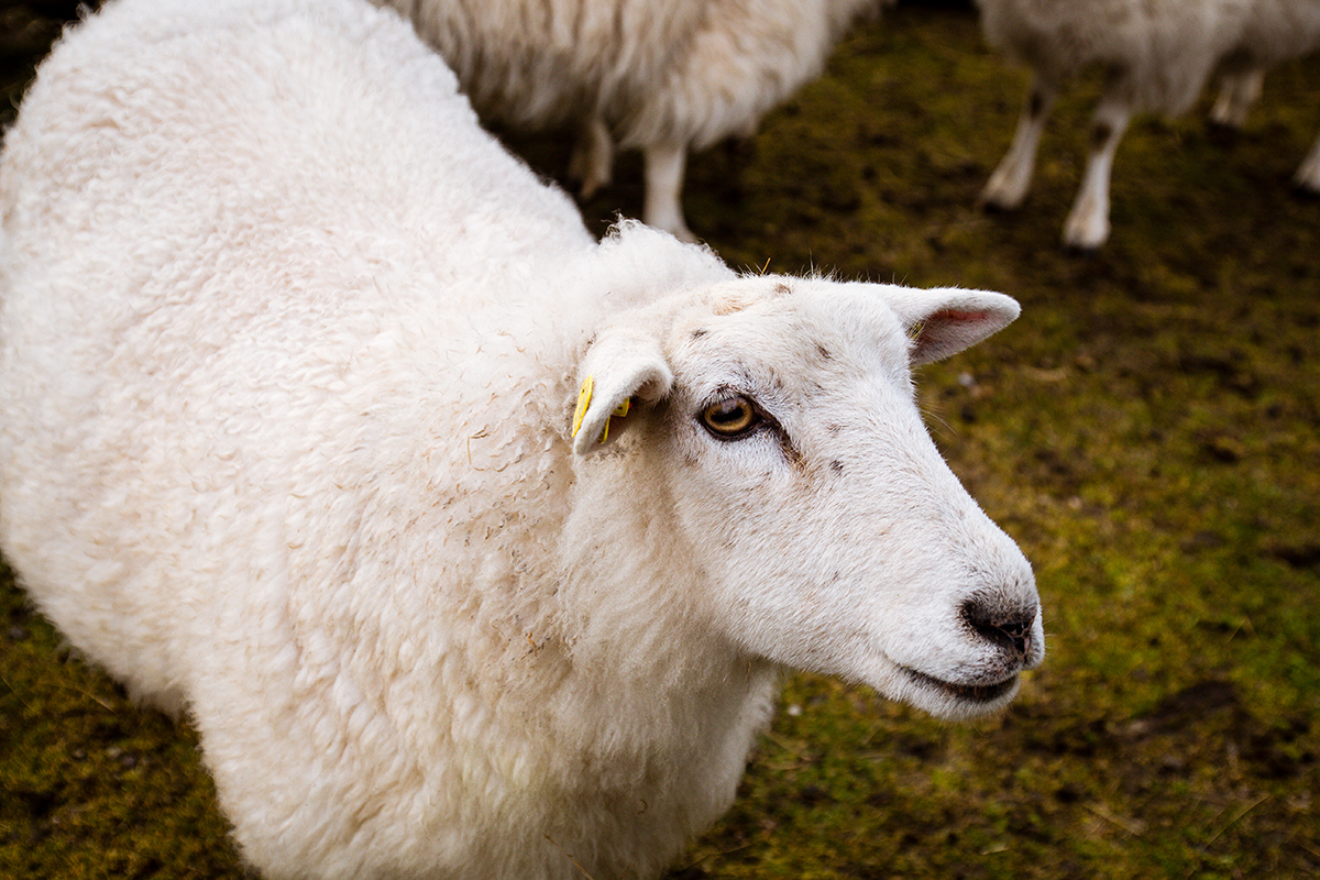 Inselgesichter: Ich habe mich mit Schafhalter Jürgen Wolf-Diedrichsen getroffen und mich mit ihm über seine Schafe am Lister Ellenbogen unterhalten