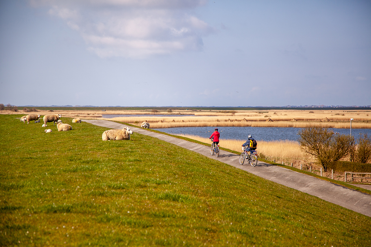 Fahrradtour auf dem Deich in Morsum 