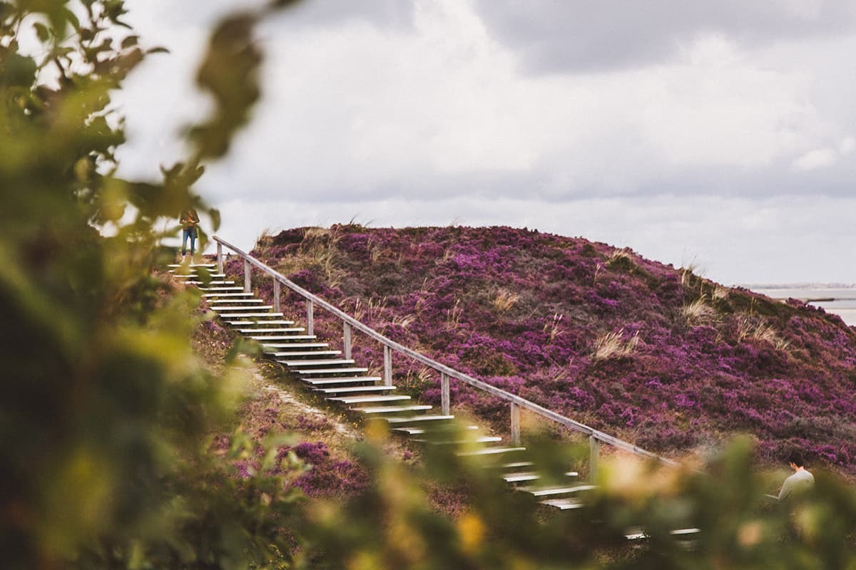 Braderuper Heide Sylt August