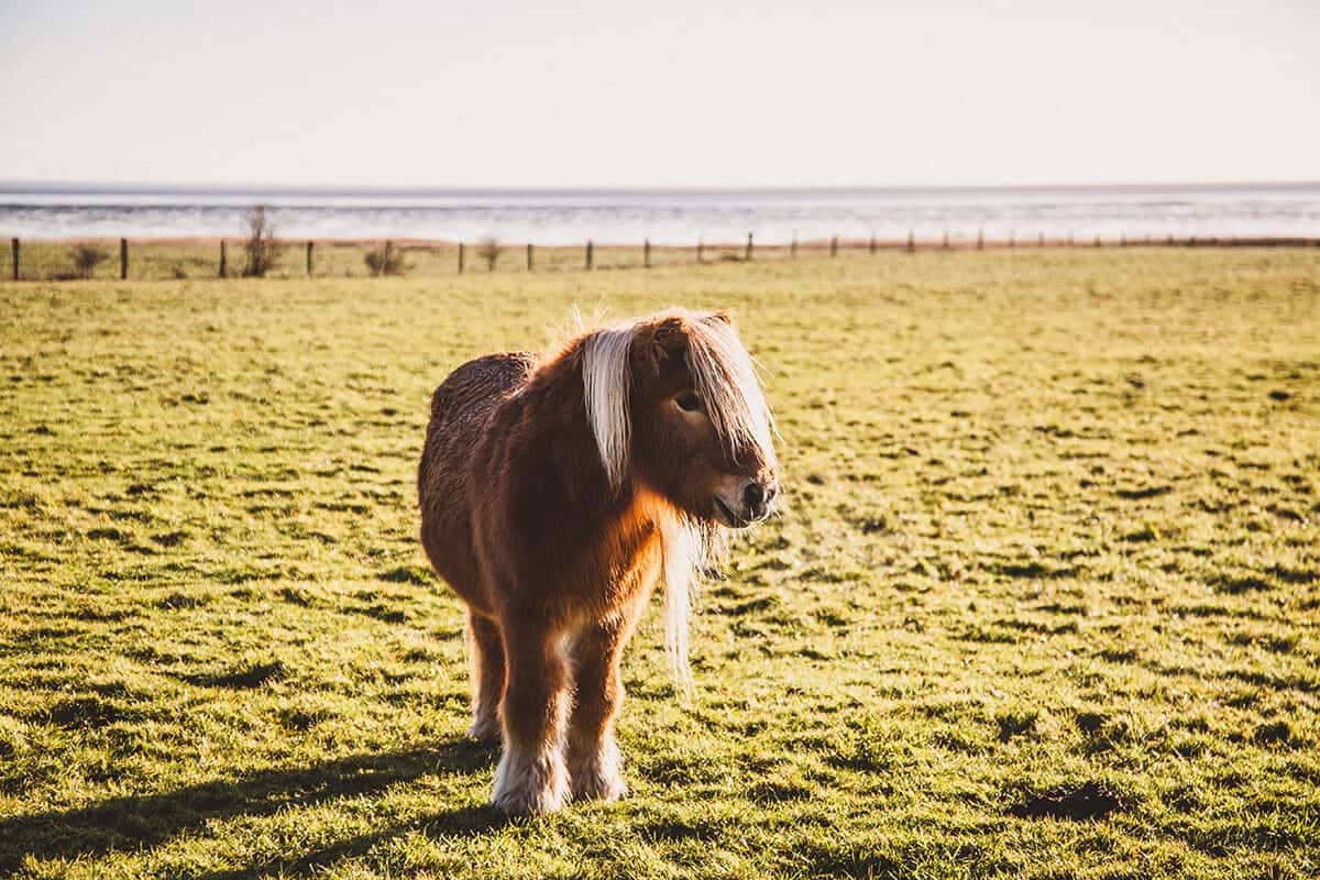 Pony auf einer Wiese in Morsum 