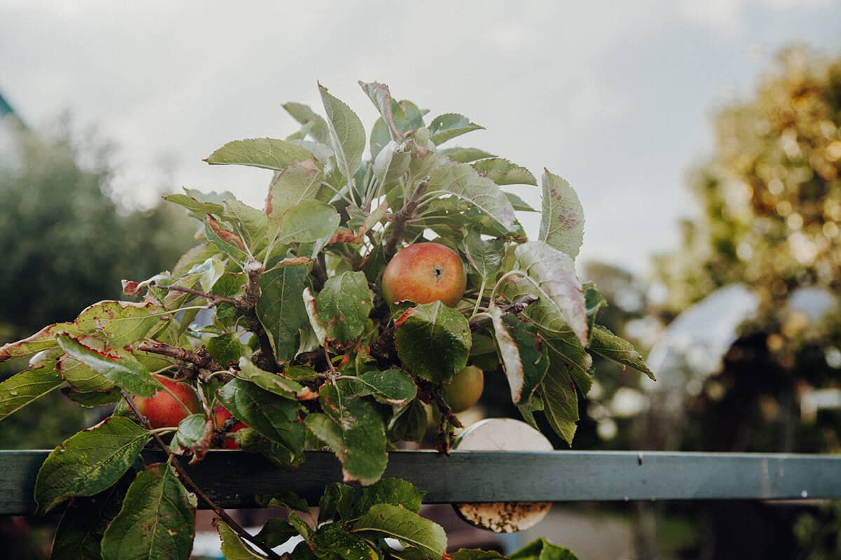 Café Ingwersen Morsum Obstbauerngarten Apfelbaum Terrasse