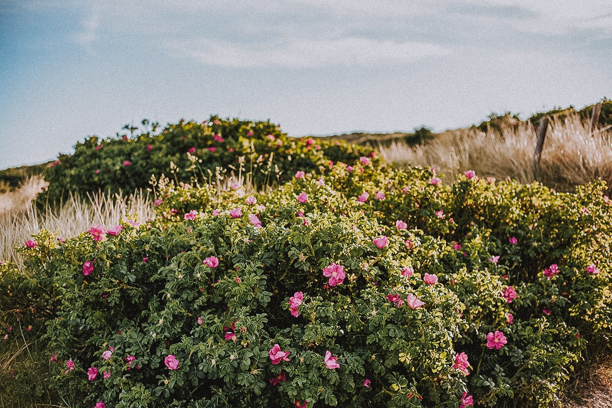 Heckenrosen in Westerland auf Sylt 