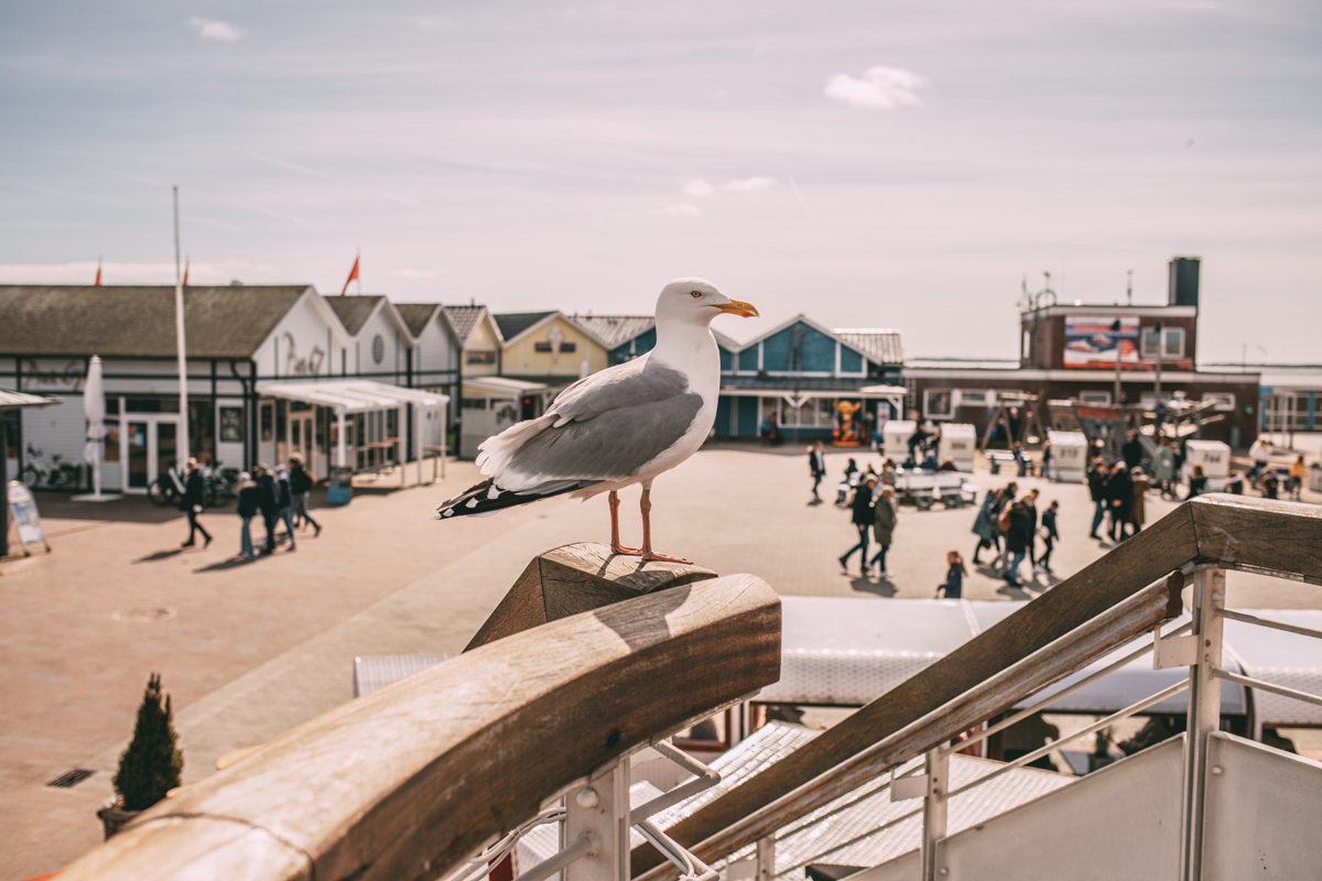 List auf Sylt: Der Hafen von List mit Möwe