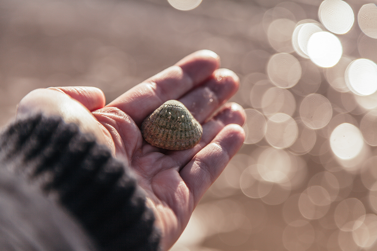 Muscheln sammeln Sylt