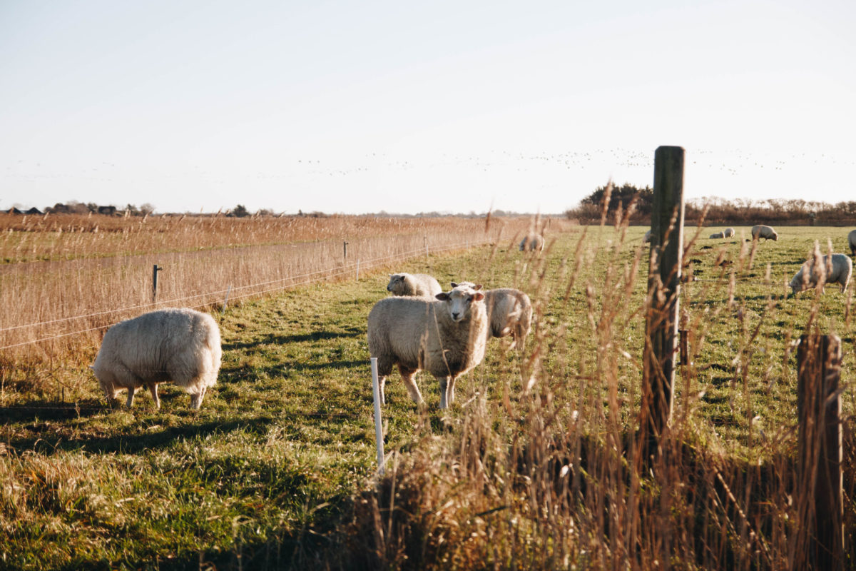 13 gute Gründe für einen Tagesausflug nach Tinnum Sylt Fräulein
