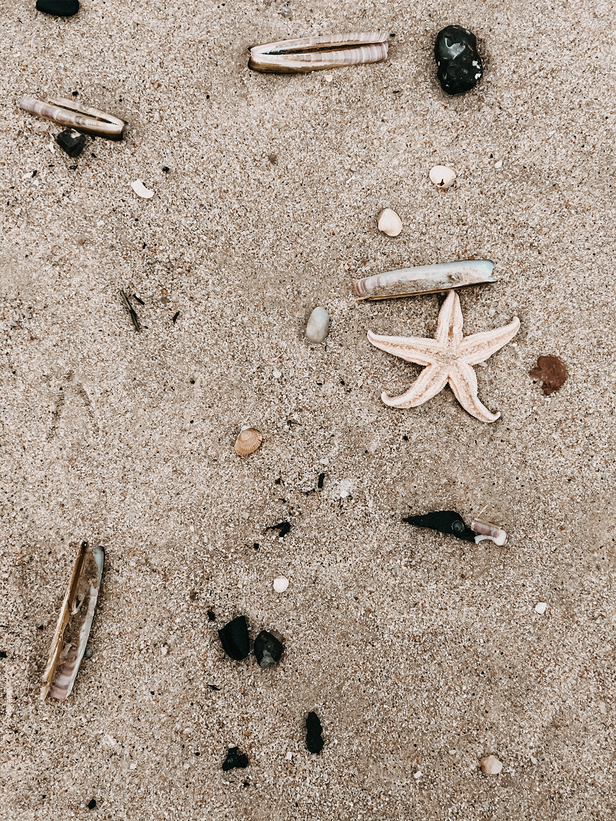 Muscheln, Seesterne, Westerland, Strand, Sylt