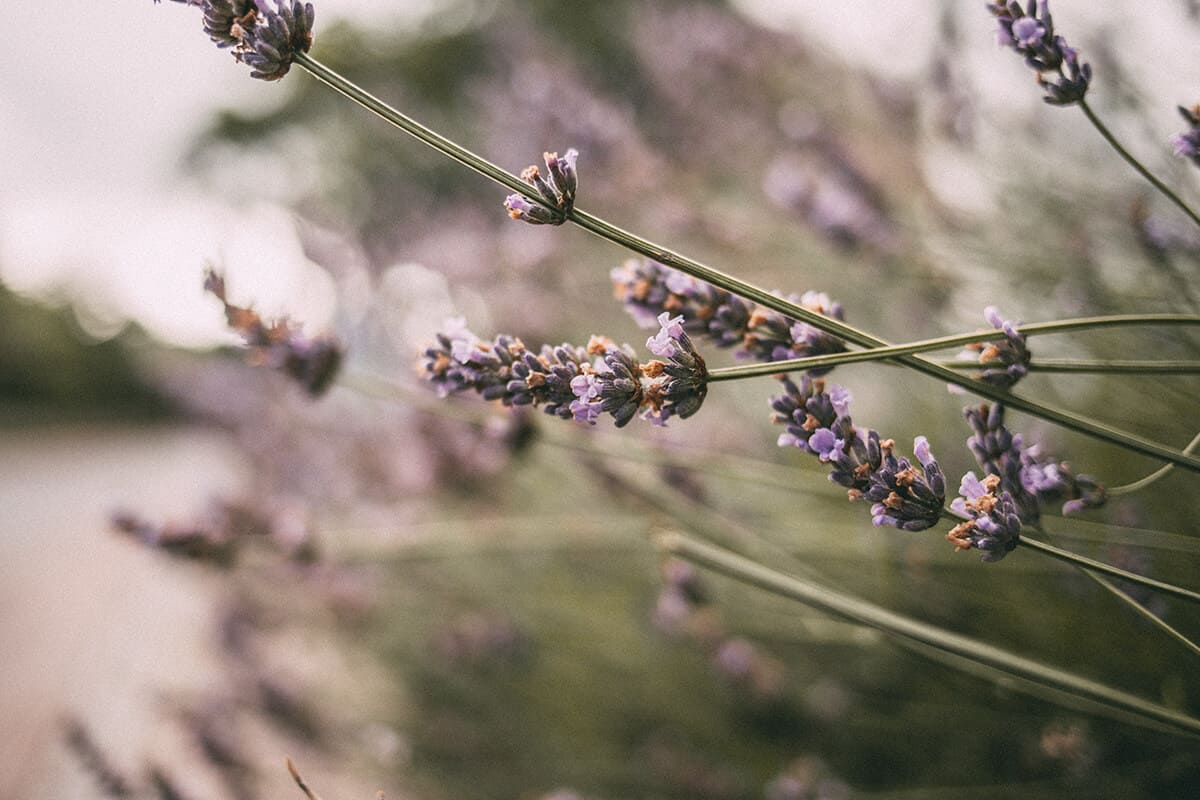 Lavendel Keitum