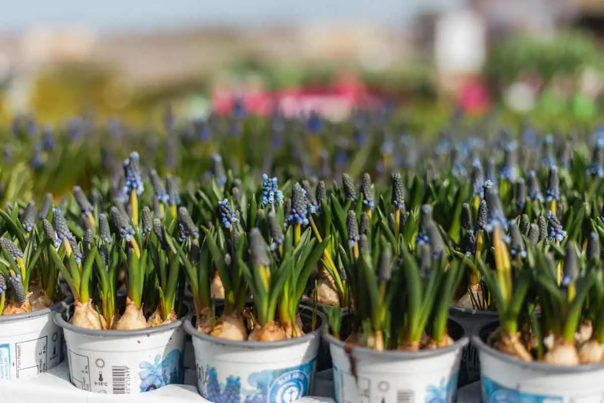 Gartencenter Harms in Keitum: Pflanzen fürs Beet