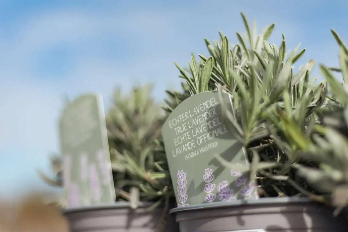 Gartencenter Harms in Keitum: Lavendel