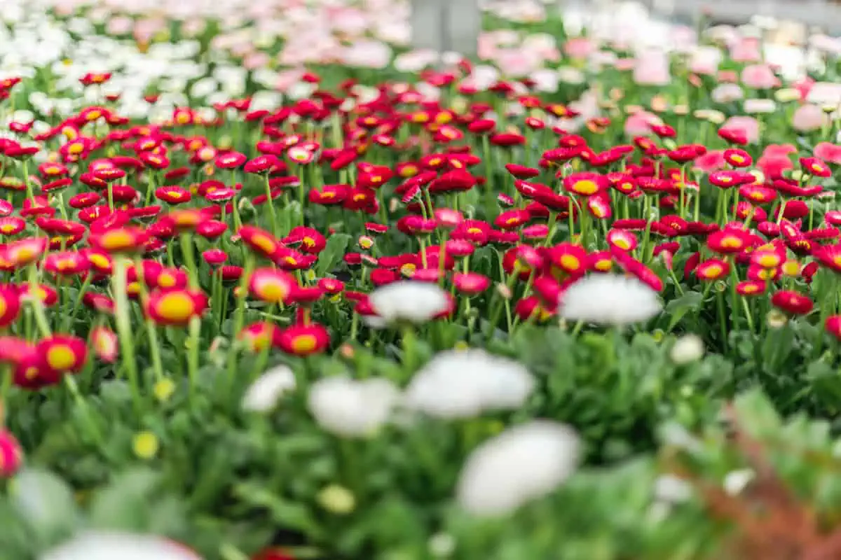 Gartencenter Harms in Keitum: Blumen für den Garten