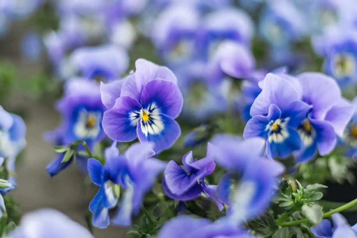 Gartencenter Harms in Keitum: Stiefmütterchen in Lila