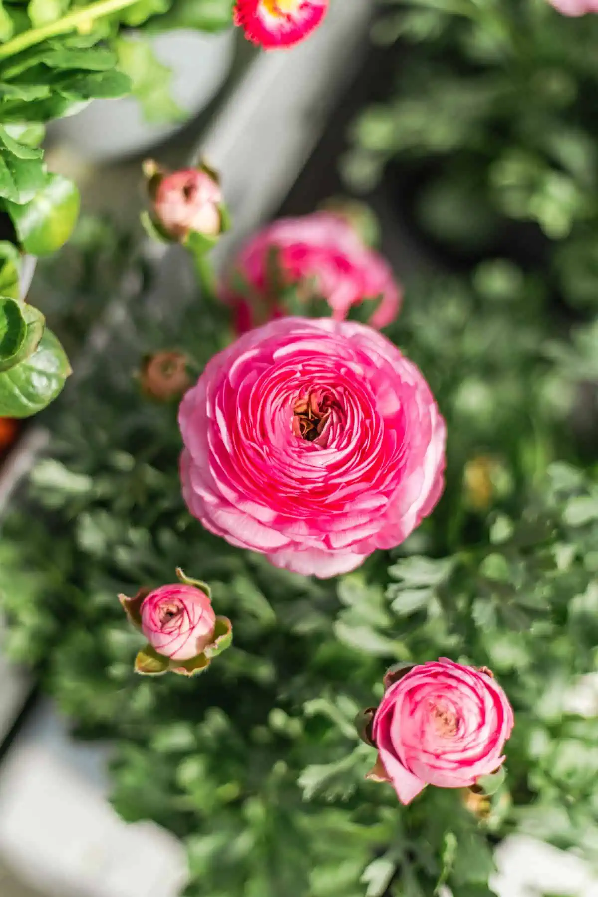 Gartencenter Harms in Keitum: Ranunkeln