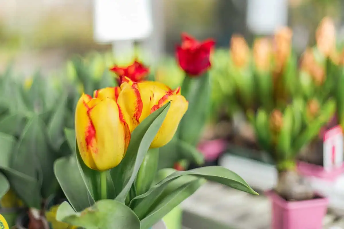Gartencenter Harms in Keitum: Tulpen