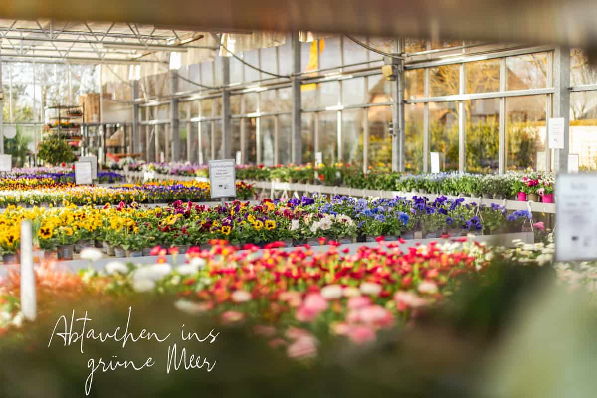 Gartencenter Harms in Keitum: Pflanzen für Garten und Balkon
