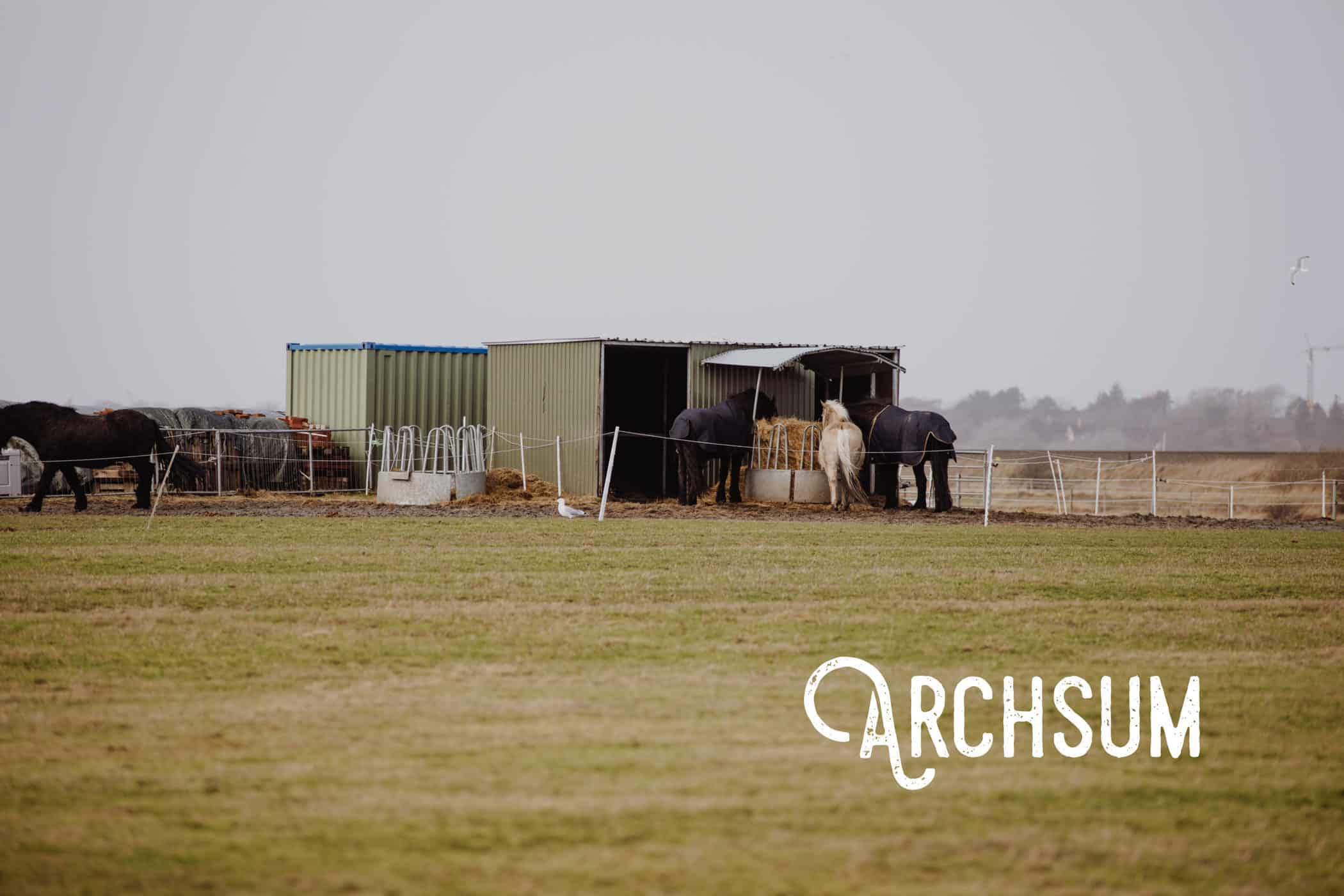 Sylt Februar 2022 Archsum Pferde