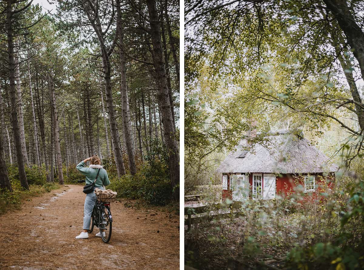 Ein Tagesausflug nach Amrum: Wald und Vogelkoje