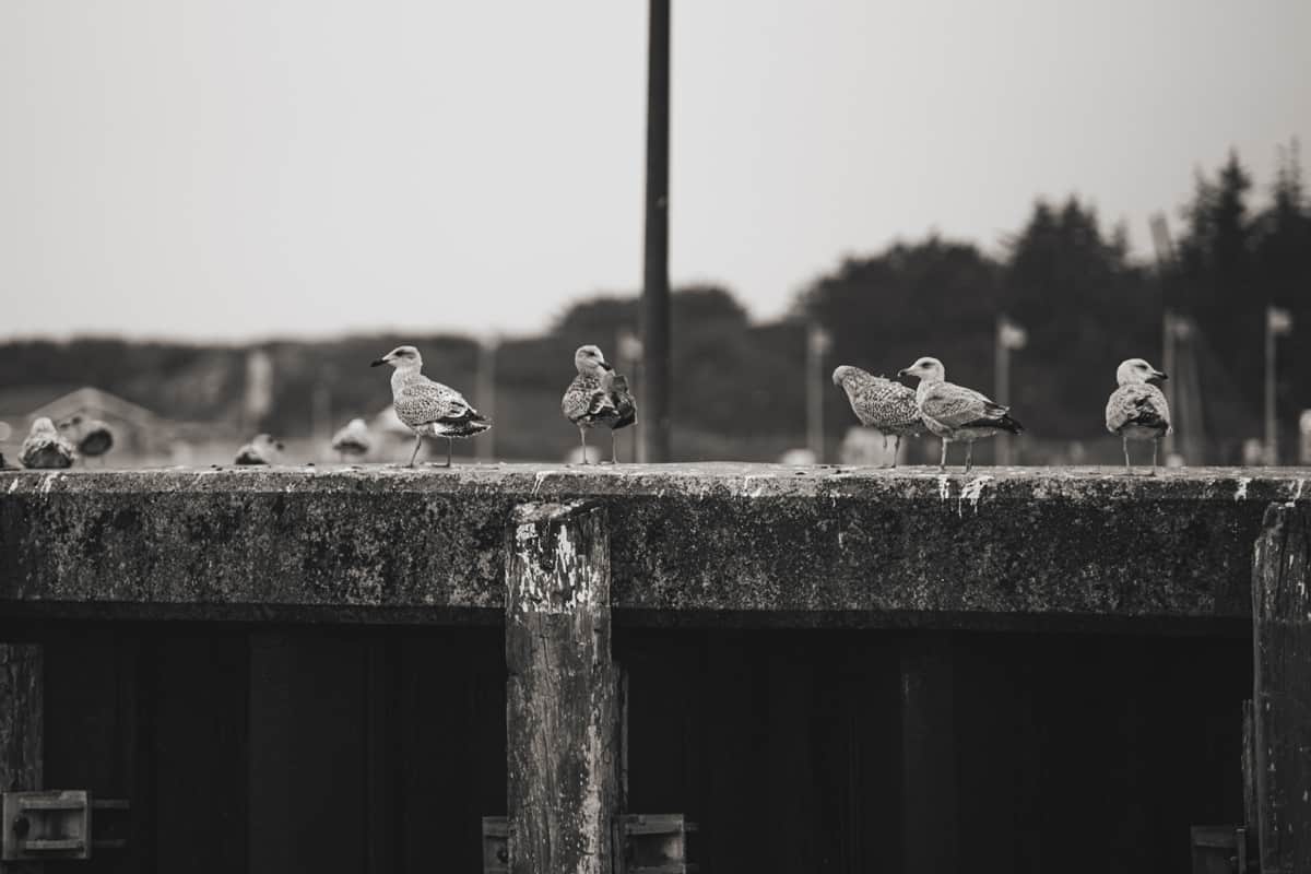 Ein Tagestrip zur Nachbarinsel Amrum: Hafen in Hörnum mit Möwen